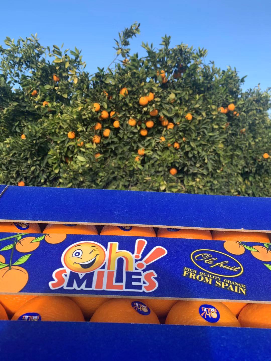 真心“橙”意，为你“橙”现 西班牙OhSmiles笑脸橙即将登陆中国市场