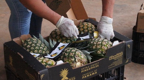 2020首批巴拿马菠萝即将抵华，正式开启中国市场销售